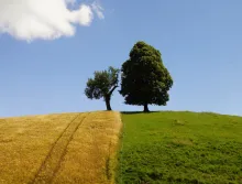 Wurzelbehandlung