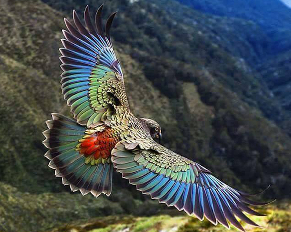 Ein Adler in Regenbogenfarben kreist über dem Gebirge