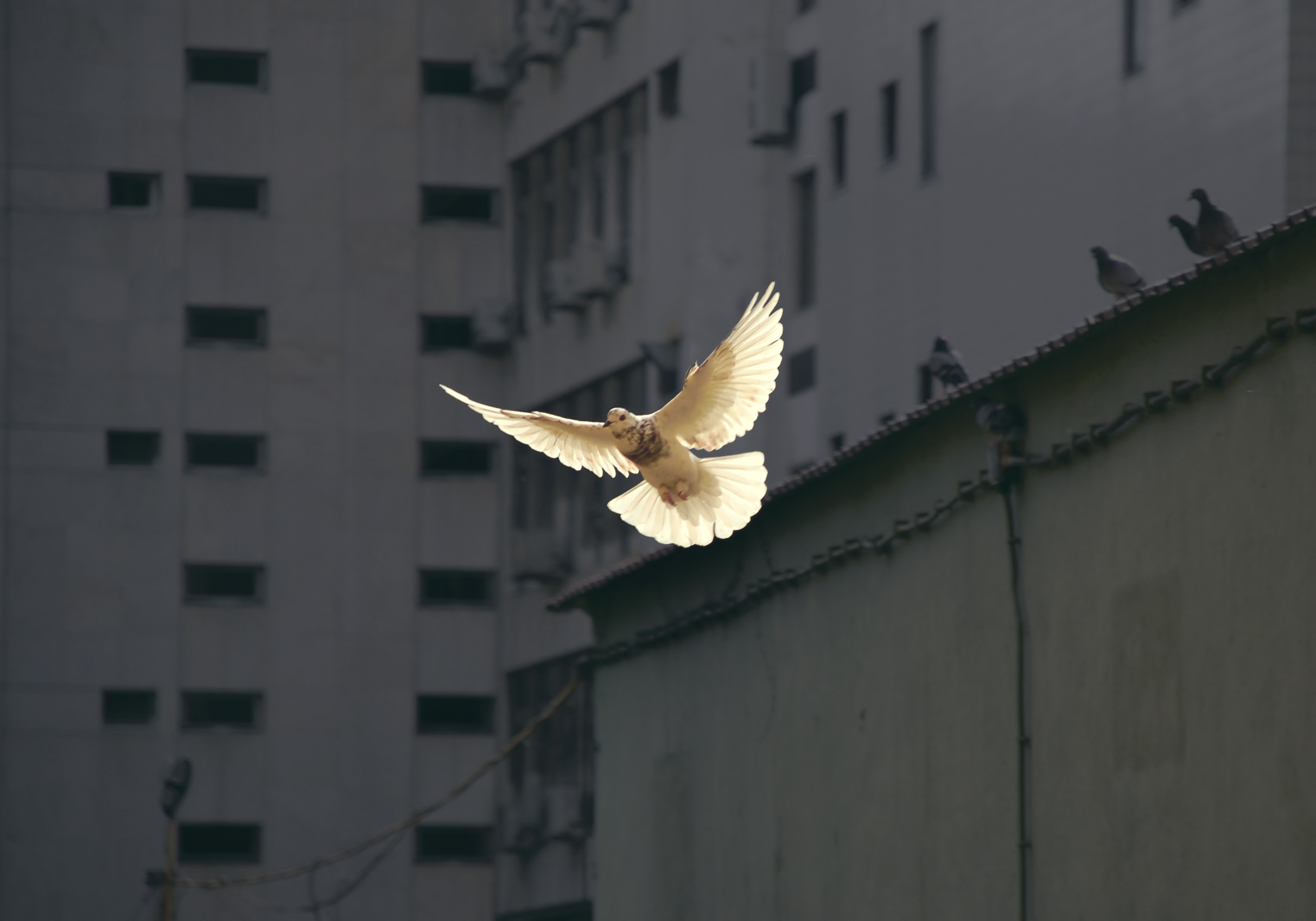 weisse Friedenstaube fliegt mit ausgebreiteten Flügeln vor grauer Häuserfront