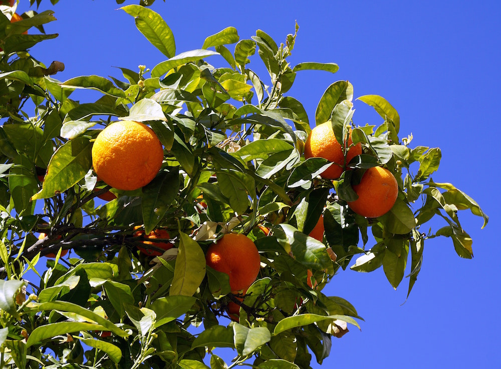 Orangen hängen an grünen Zweigen vor blauem Himmel
