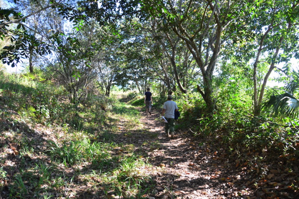 Einblick in einen Waldgarten mit einem Weg in der Mitte und zwei Personen, die darauf gehen, links und rechts stehen Bäume und niedrigere Pflanzen