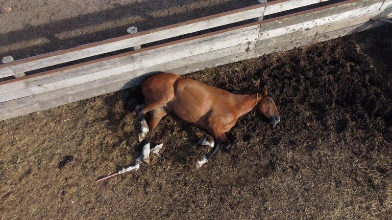 Pferdefarm in Uruguay: Ein liegendes Pferd wird mehr als 24 Stunden lang sich selbst überlassen. Foto: zVg