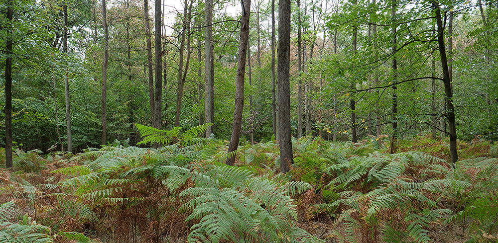 Hambacher Wald