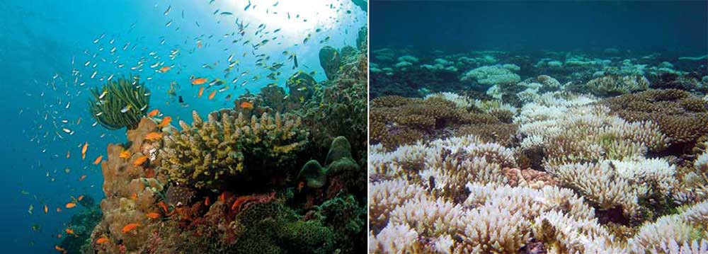 coral reef Zeitpunkt