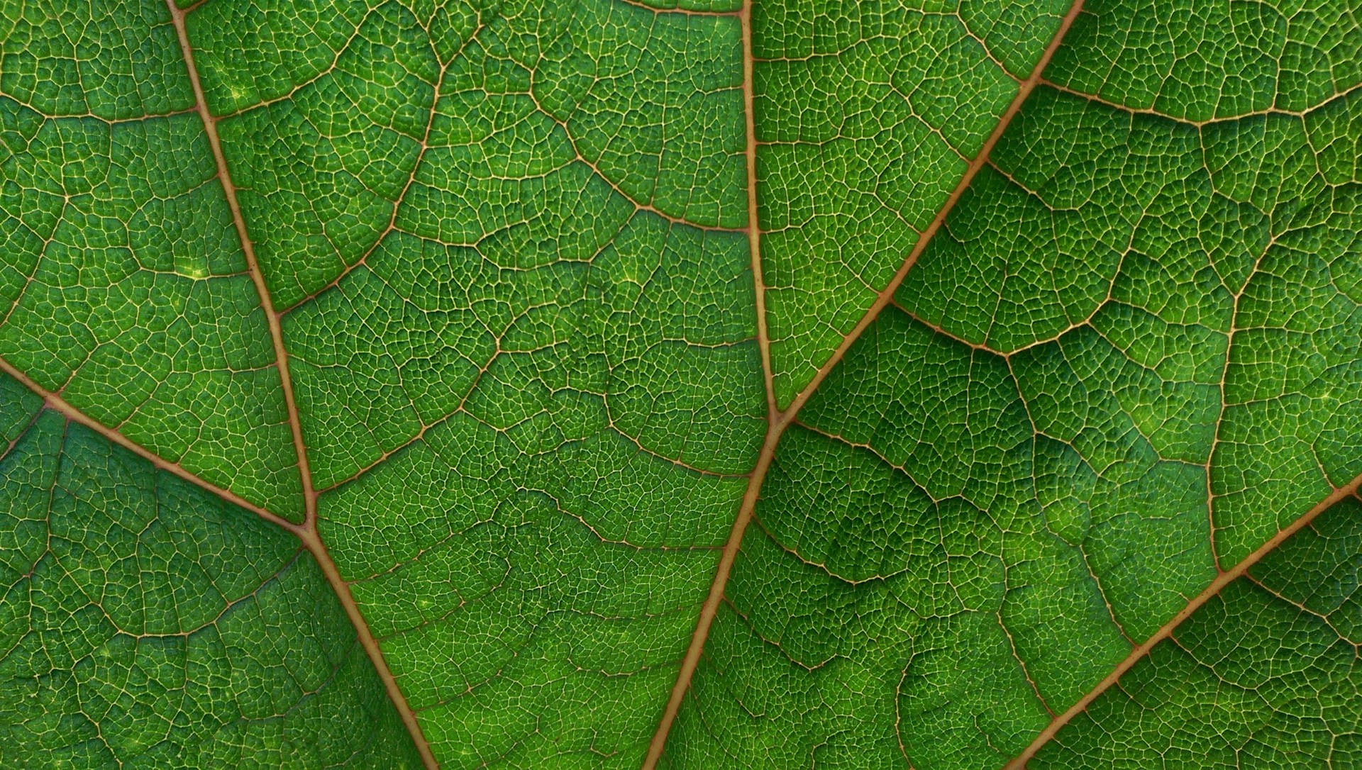 grünes Blatt