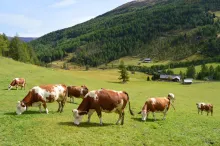 Bio-Landwirtschaft auf der Wansing-Alm