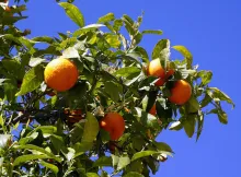 Orangen hängen an grünen Zweigen vor blauem Himmel