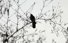 Amsel