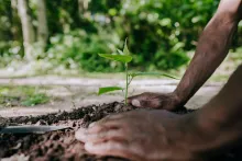 Das Gute ist im Menschen angelegt wie der Baum im Samenkorn. Foto: Getty Images