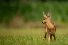 Foto: Vincent Van Zalinge