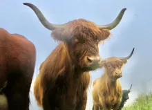 Yaks in der Schweiz: «Im dritten Jahr ist ihr Nichtstun vorbei» (Bild NL)